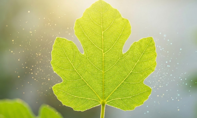 いちじくの葉に含まれるポリフェノールと抗酸化力をイメージした、朝日を浴びる鮮やかな葉のクローズアップ
